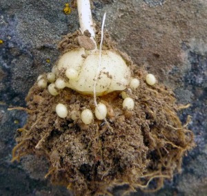 Bulbo di Fritillaria spp. con bulbilli.