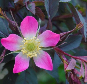 Fiore di Rosa glauca.