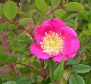 Fiore di Rosa pendulina.